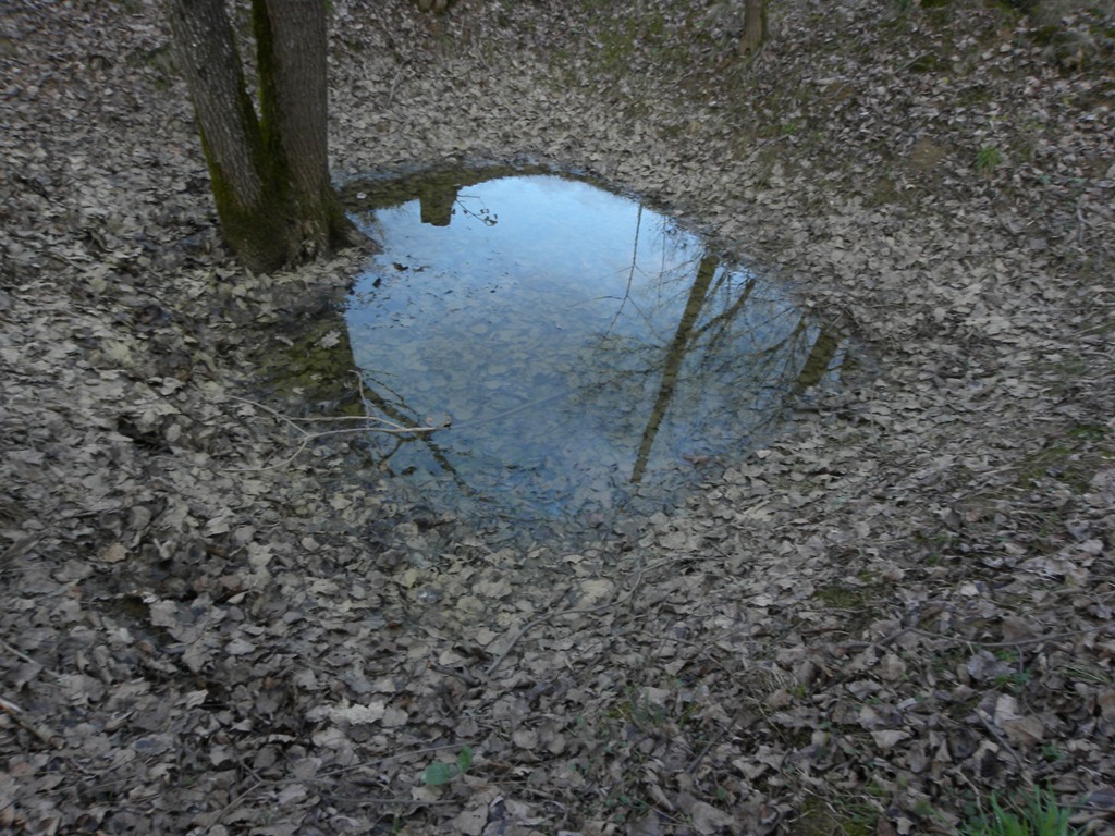 Rana dalmatina. Primo avvistamente dell''anno.